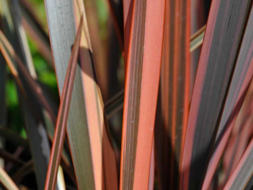 New Zealand flax