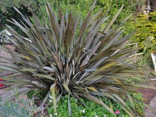 Planting New Zealand flax