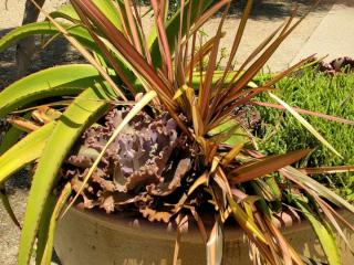 New Zealand flax in a pot
