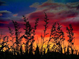 Uses of New Zealand flax