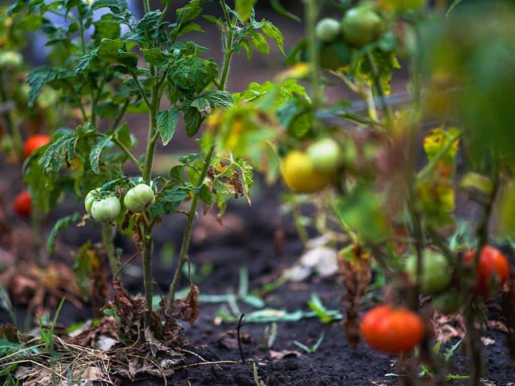 no stake tomato
