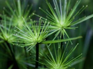 Cyperus sedge in water