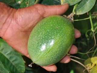 Harvesting passion fruit