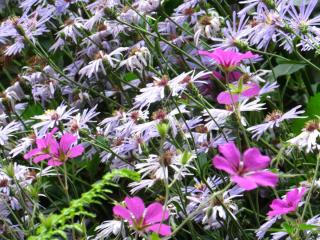 Ground cover perennial with flowers