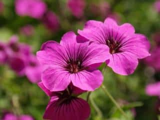 Caring for Patricia geranium