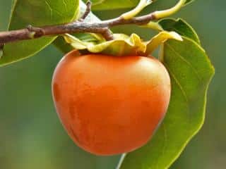 Where does persimmon come from