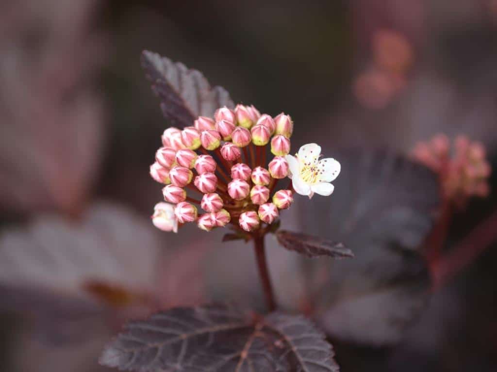 Physocarpus, ninebark
