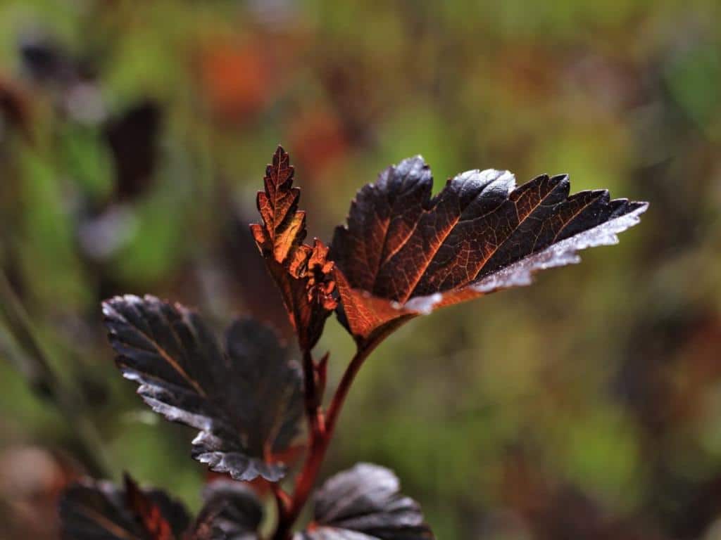 How to plant Physocarpus and use it for landscaping