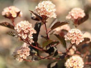 How to plant physocarpus