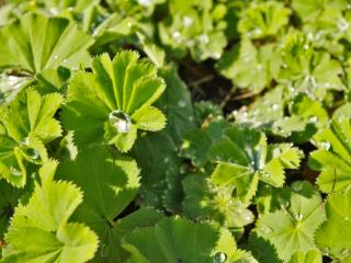 Alchemilla mollis planting