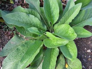 How to plant comfrey