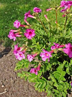 How to plant incarvillea