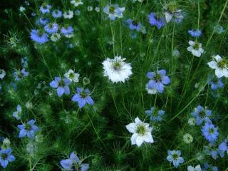 planting nigella damascena