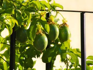 How to plant passion fruit
