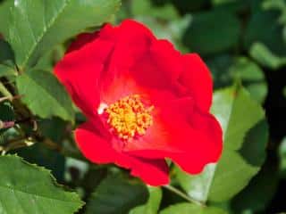 Polyantha heirloom rose variety