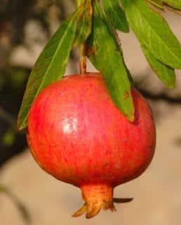 When to harvest pomegranate