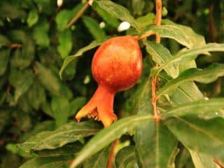 How to plant pomegranate