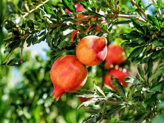 Pruning pomegranate