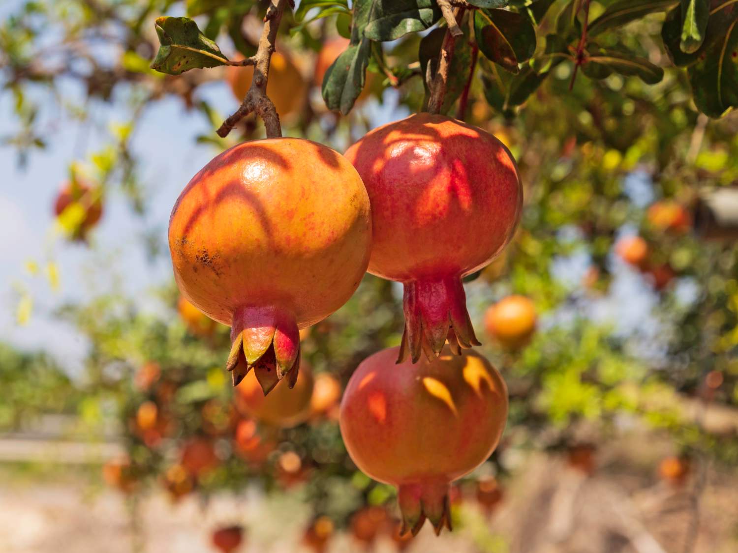 pomegranate tree