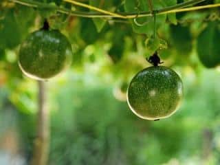How to prune passion fruit