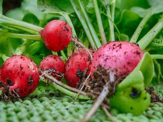 Radish greens for soup