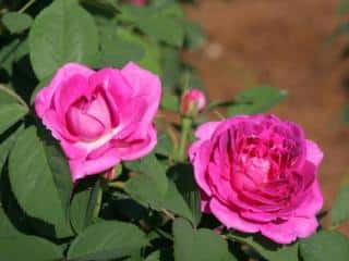 Pink heirloom rose