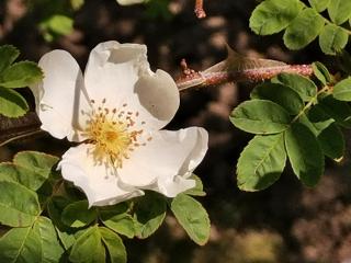White heirloom simple rose