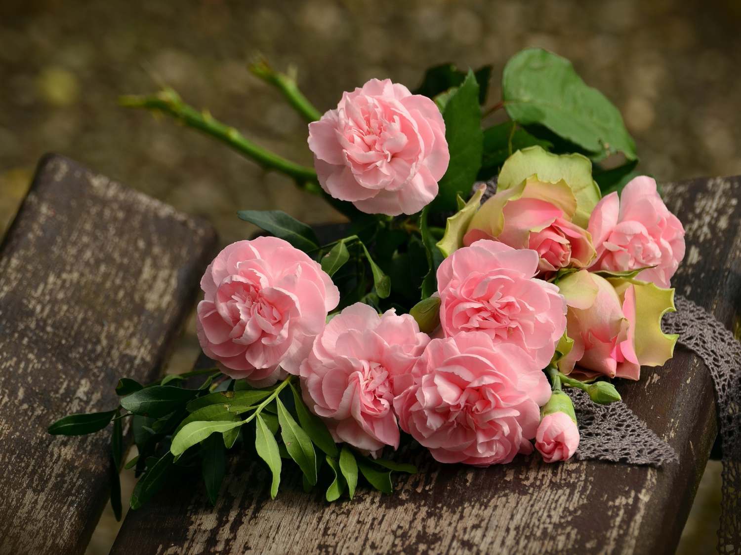 Cut rose flowers