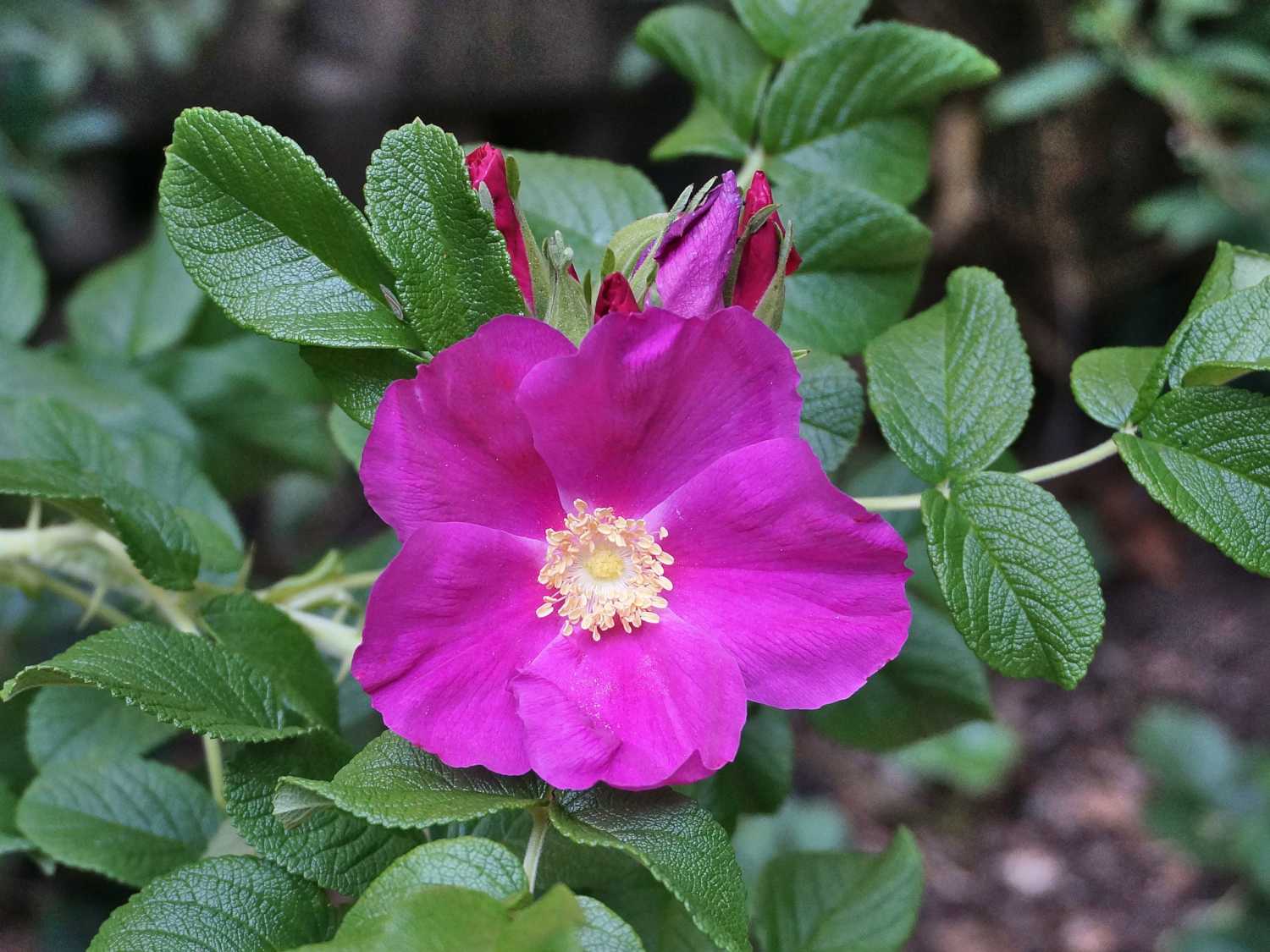 Rough rose, rosa rugosa