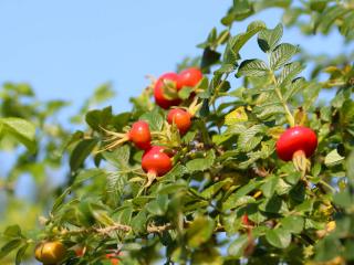 Rugosa rosehip edible