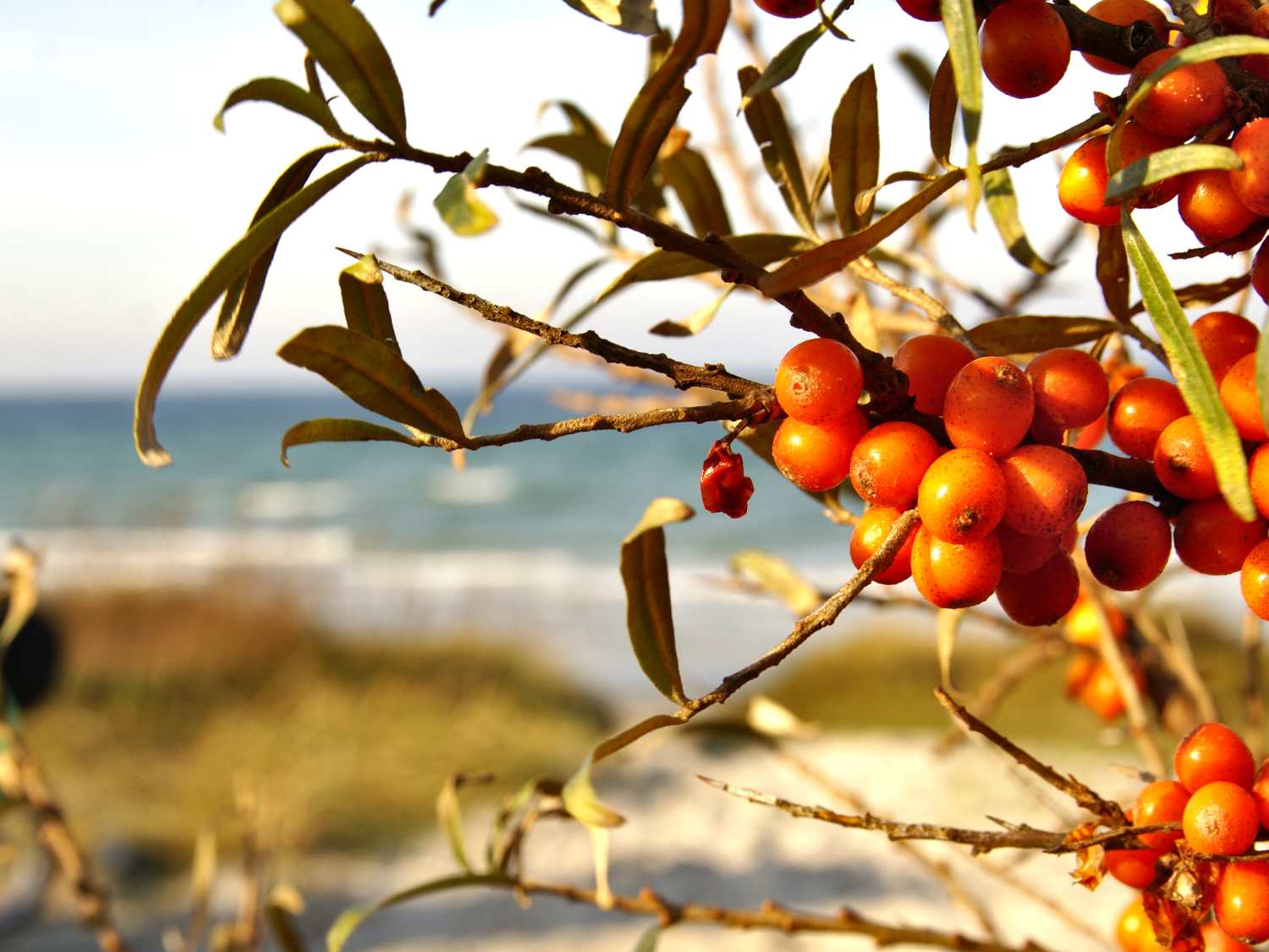 Sea buckthorn