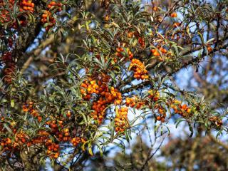 How to plant sea buckthorn