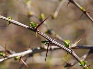 Pruning sea buckthorn