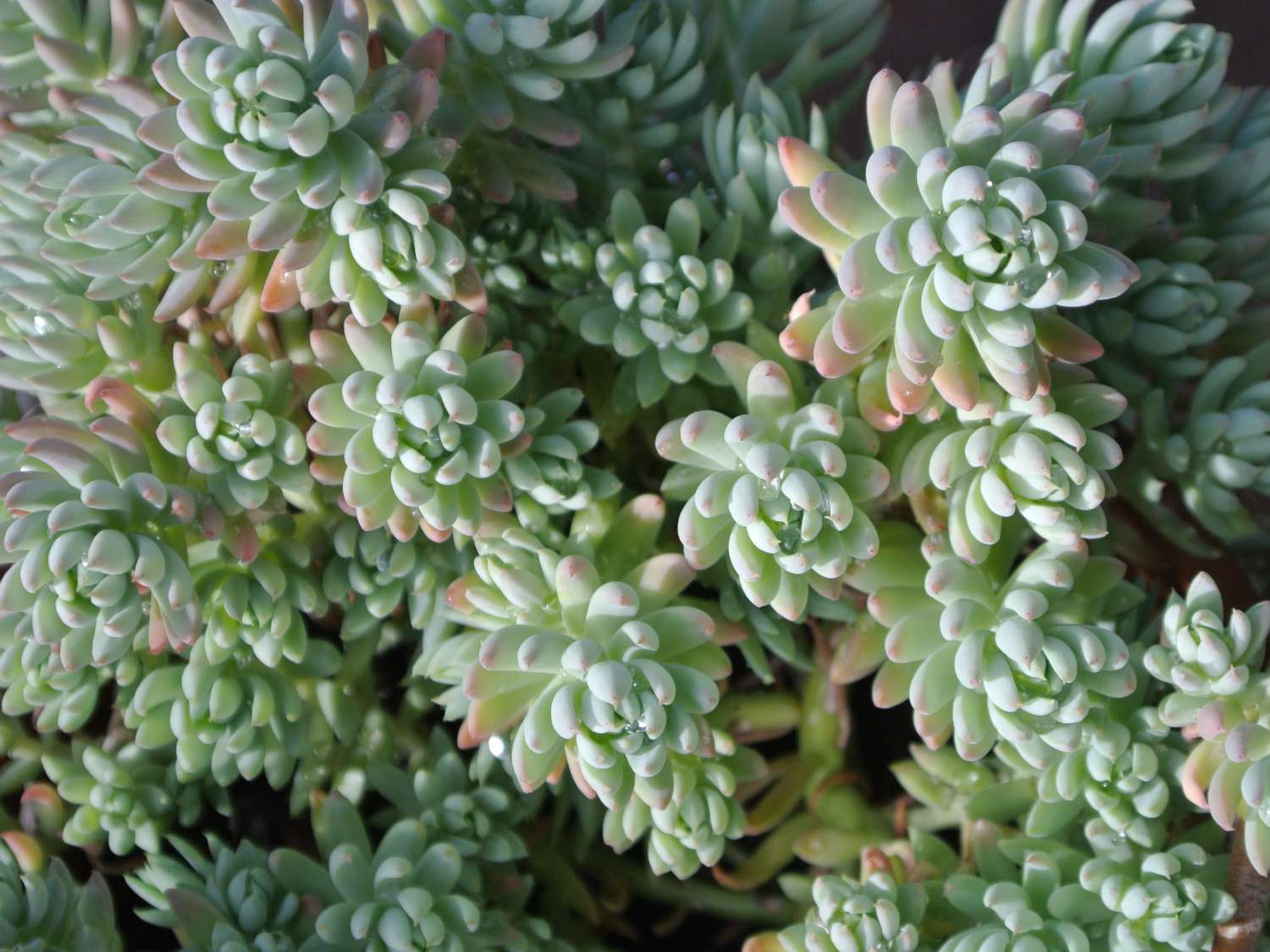 Sedum reflexum