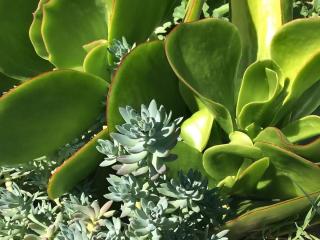 Sedum reflexum landscaping