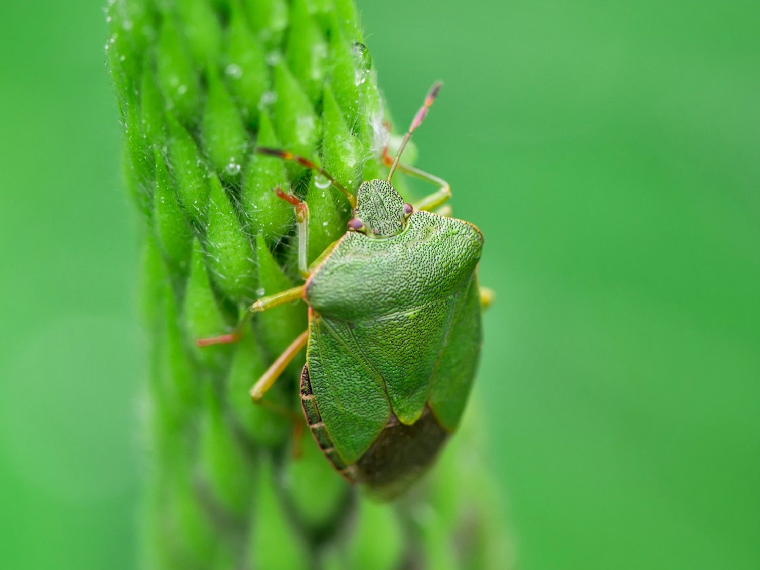 What is a shield bug