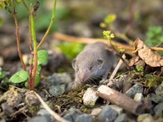 Shrew, beneficial animal