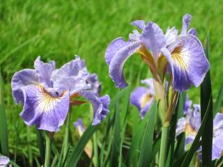 Siberian iris thriving in water