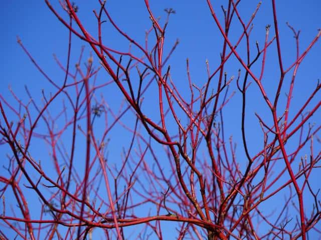 Red bark dogwood