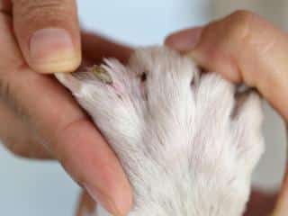 Tick on dog leading to disease