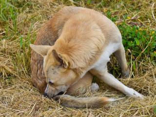 Symptoms that a dog has ticks