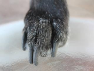 Tools to trim dog nails