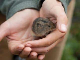 How to trap and remove voles