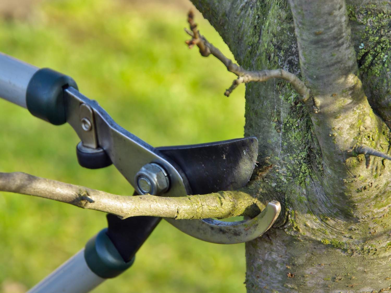 Pruning trees, why and how