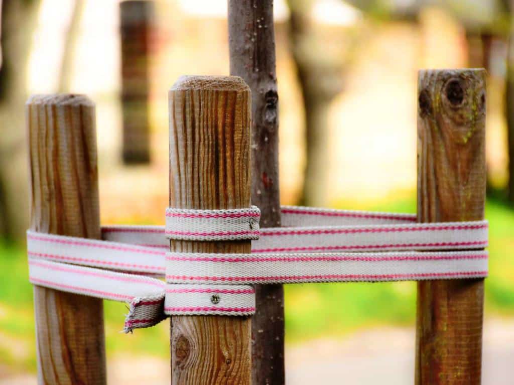 When and why to stake a tree