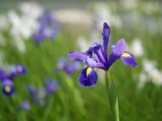 Varieties of iris hollandica