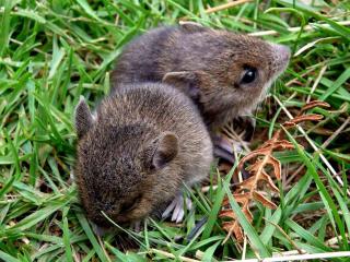 Vole lifecycle
