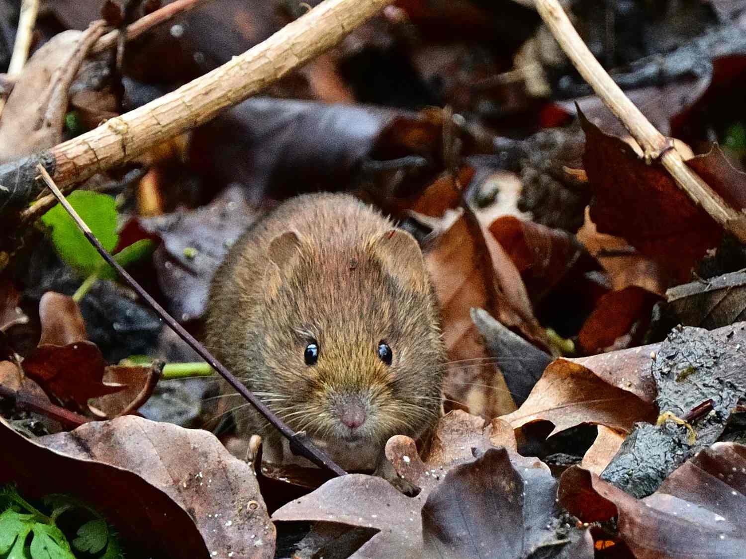 Vole, rodent