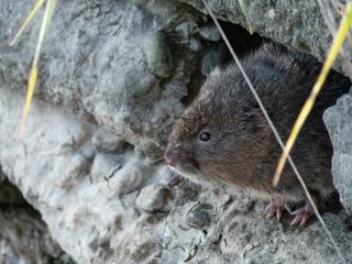 Vole description