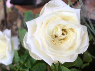 White heirloom rose